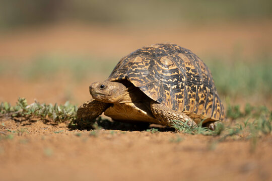 A leopard tortoise slowly traverses a sandy, grassy landscape. Laikipia, Kenya