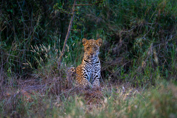 A leopard sits alert amidst tall grass in a lush, green natural environment. Laikipia, Kenya
