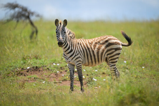 A zebra stands on a grassy plain with a blurred tree in the background. Laikipia, Kenya