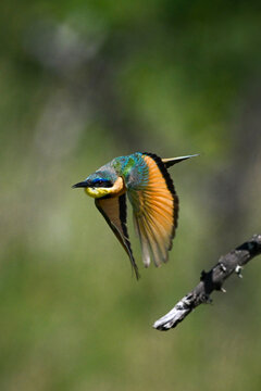 A colorful little bee-eater with vibrant orange wings flies past a branch against a blurred green background. Laikipia, Kenya