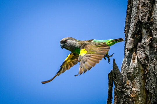 Brown parrot with vibrant feathers flying near a tree against a clear blue sky. Laikipia, Kenya