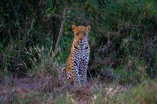 Fototapeta A leopard sits alert in tall grass, surrounded by lush green foliage in a natural setting. Laikipia, Kenya