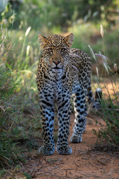 A leopard walks on a dirt path surrounded by grass and foliage in natural sunlight. Laikipia, Kenya