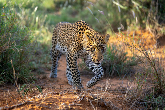 Leopard prowling through grassy terrain with focused gaze and dappled sunlight. Laikipia, Kenya