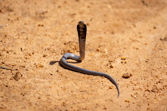 A snake, Ashe, on sandy terrain with head raised and hood expanded, ready to strike.