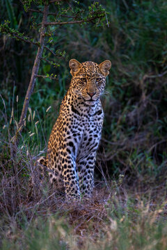 Leopard sitting in grass, surrounded by lush green foliage, gazing intently into the distance. Laikipia, Kenya