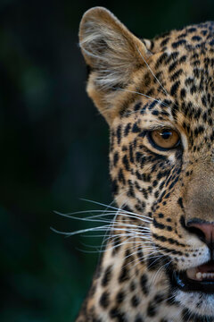Close-up of a leopard's face with intense gaze and detailed fur patterns. Laikipia, Kenya