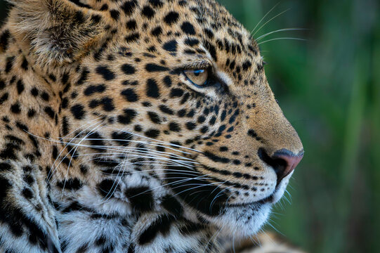 Close-up profile of a leopard with detailed fur patterns and piercing eyes. Laikipia, Kenya