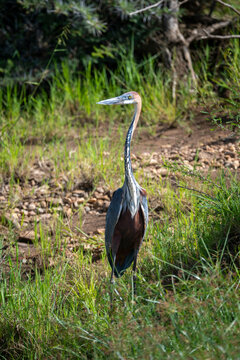 Tall Goliath heron standing in grass beside a rocky stream, surrounded by greenery. Laikipia, Kenya