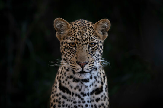 Close-up of a leopard gazing intently with detailed fur patterns and piercing eyes. Laikipia, Kenya