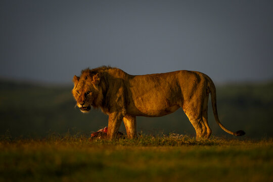 A lion stands in profile on grassy plains at sunrise with prey nearby. Laikipia, Kenya