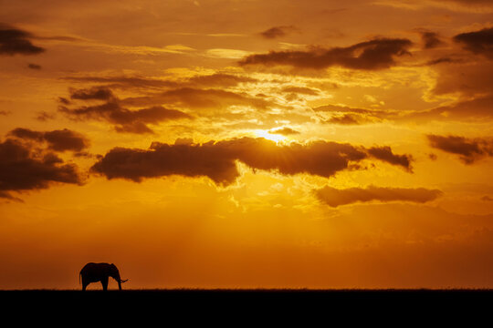 Silhouetted African bush elephant against a dramatic orange sunset sky with clouds. Laikipia, Kenya