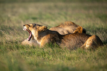 Lions resting in the grass, one yawning with its mouth wide open under the sunlight. Laikipia, Kenya