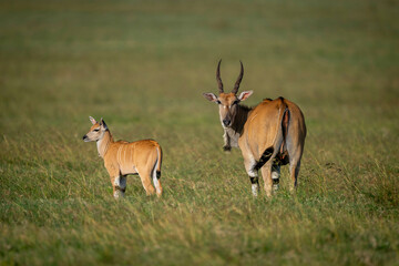 Two antelopes, Common eland, grazing peacefully in a grassy open field. Laikipia, Kenya