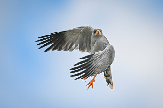 Eastern chanting goshawk soaring with outstretched wings against a clear blue sky. Taita-Taveta, Kenya