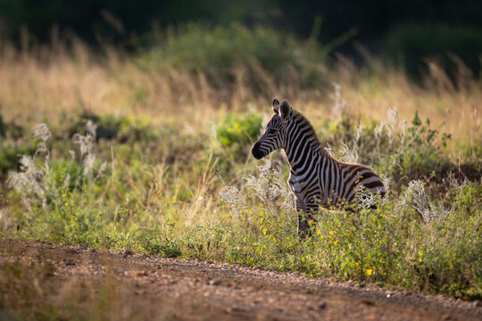 A plains zebra foal stands in tall grass on a sunny day in a natural setting. Taita-Taveta, Kenya
