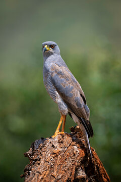 Eastern chanting goshawk perched on a tree stump with a blurred green background. Taita-Taveta, Kenya