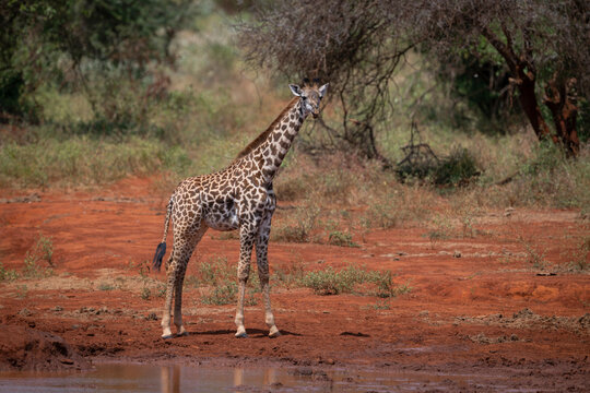 A Masai giraffe standing on a reddish-brown soil near a waterhole surrounded by sparse vegetation. Taita-Taveta, Kenya