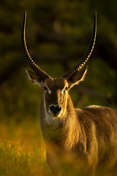 Majestic antelope, common waterbuck, with long curved horns stands in sunlit grassy savanna. Taita-Taveta, Kenya
