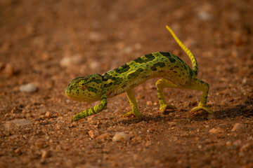 Bright green Flap-necked chameleon walking on reddish-brown rocky terrain in natural light. Taita-Taveta, Kenya