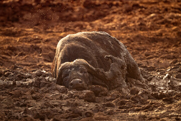 Cape buffalo wallowing in muddy terrain under warm sunlight.Taita-Taveta, Kenya
