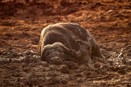 Cape buffalo wallowing in muddy terrain under warm sunlight.Taita-Taveta, Kenya