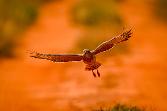 Eastern chanting goshawk soars low over a vivid orange landscape, wings spread wide in mid-flight.Taita-Taveta, Kenya