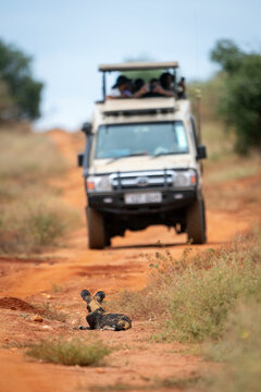 African wild dog resting on a red dirt road as a safari jeep approaches in the background. Taita-Taveta, Kenya