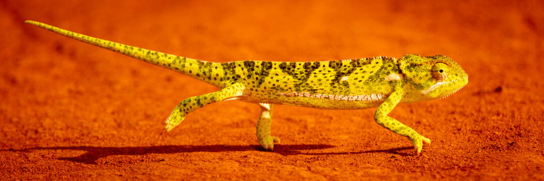 A yellow and black speckled flap-necked chameleon walks on orange sand in a desert environment. Taita-Taveta, Kenya