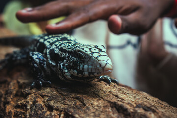 Close-up of a black and white Argentine black and white tegu (Salvator merianae) on a log, hand...