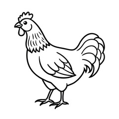 rooster isolated on white background