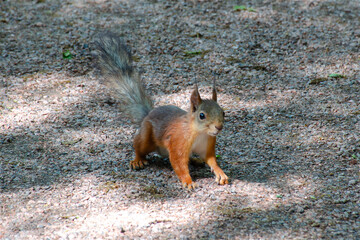 A curious fluffy squirrel, close-up, against the background of dry ground.