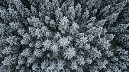 Winter forest covered in snow seen from above