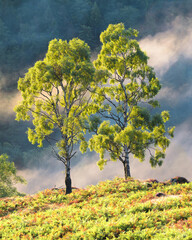 Two birch trees with summer foliage with misty background in The Lake District, UK.