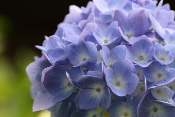 青い紫陽花