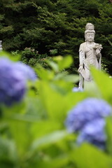 紫陽花に囲まれた如来