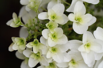 白い紫陽花