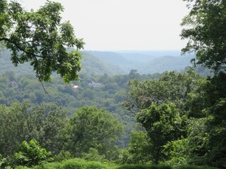 trees in the mountains