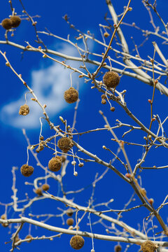 Platanus acerifolia fruits on the vibrant blue sky. Peaceful view, light white clouds, sunny day