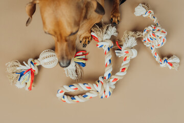 Close up of dachshund paws with colorful chew toys for pet detail and product focus concept