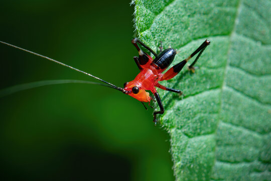 Macro Photograph of Conocephalus melanus Nymph &ndash; Bright Red Cone-Headed Katydid Juvenile on Green Leaf, Orthoptera Insect in Natural Habitat