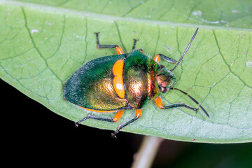 Green Jewel Bug (Lampromicra senator) - Invertebrate in Natural Bush Setting