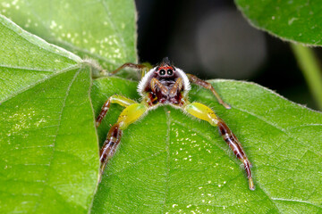 Green Jumping Spider (Mopsus mormon) - frontal macro showing eye detail