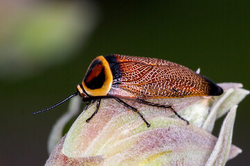 Ellipsidion reticulatum - Vividly Patterned Australian Native Cockroach 