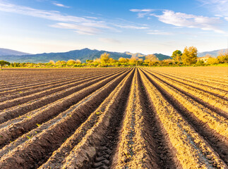 field prepared for sowing and tracks of tractor tires on farm, a plowed field in the countryside....