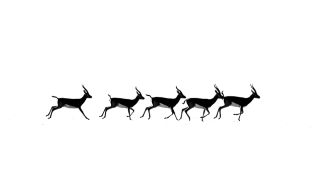 Silhouette of Blackbuck Antelope Herd Running in a Row on White Background, Graceful Blackbuck Antelope Pack in Motion, Isolated Against Plain Backdrop