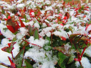 holly in the snow at winter