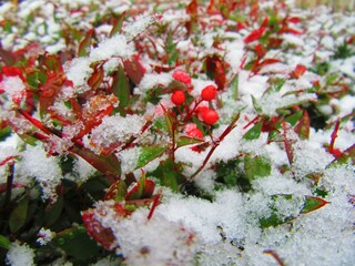 blossoming holly in the snow 
