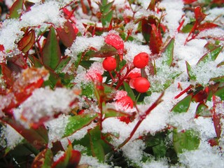 red holly berries in the snow