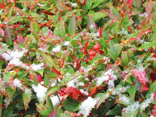 colorful Holly in winter
